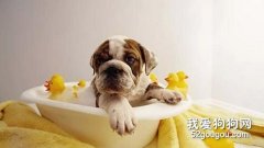 狗狗在家洗澡的必備工具有哪些
