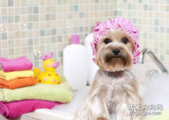 如何輕松的給狗狗洗澡？