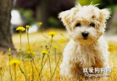 如何給有皮膚病的狗狗洗澡？