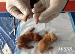 哪些狗狗需要斷尾？斷尾的標準是什么？