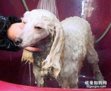 貴賓犬的洗澡用品有哪些？
