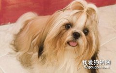 如何給西施狗狗做護理