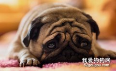 什么原因引起狗狗皮膚病？