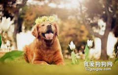 喂養寵物狗10大誤區，你踩到了幾個
