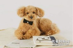 如何給貴賓犬進行毛發修剪？