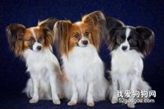 如何給比賽級的蝴蝶犬美容？
