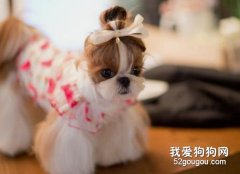 給狗狗做美容的好處有哪些？