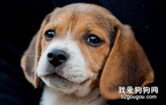 如何給比格犬做美容