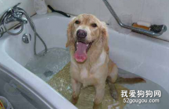 如何給金毛洗澡