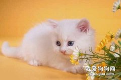 如何處理波斯貓淚痕