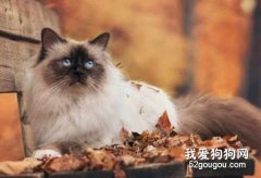秋季如何護理貓咪？預防疾病怎樣做？