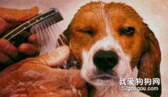 狗狗面部護理注意事項