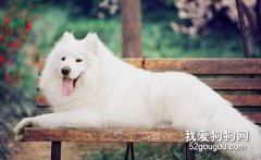 薩摩耶美容美毛具體方法