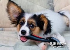 狗狗的清潔與美容，你真的知道嗎？