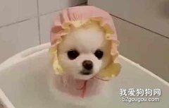 博美洗澡注意事項？博美用什么沐浴露洗澡好？