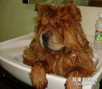 松獅洗澡用什么沐浴露好？