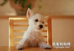 天氣漸涼，養寵的主人要注意了