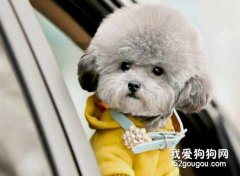 如何給泰迪修理毛發？