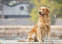 如何給金毛做美容