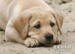 狗狗嘔吐嚴重怎么辦？