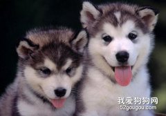 喂養哈士奇要注意什么？