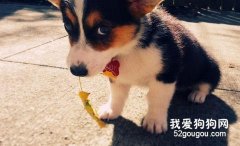 喂養狗狗常見的五種錯誤！