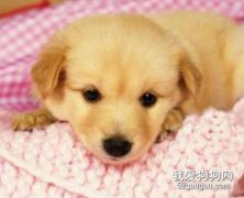 怎么給狗狗清潔眼睛？