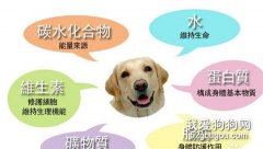 狗狗成長需要哪些營養？