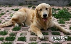 哪些原因會影響狗狗的食欲？