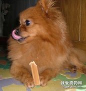 怎么給博美犬挑選零食？