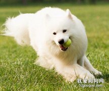 訓練狗狗聽話的技巧！