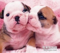 幼犬喂養注意幾點！