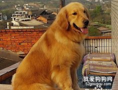怎樣讓狗狗變得聽話？