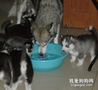成長期的狗狗怎么喂養？