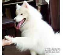 如何訓練狗狗握手？