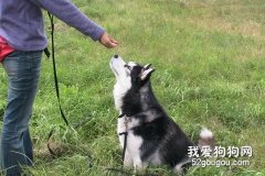 怎么訓練狗狗拒食？