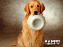 金毛的飲食需要注意什么？