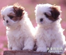 如何讓狗狗的毛發更漂亮？
