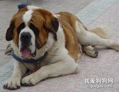 怎么照顧老年犬？