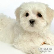 給狗狗美容注意的四點