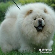 消除狗狗身上異味的方法
