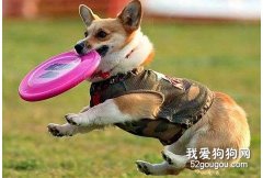怎么訓練狗狗懂禮貌？