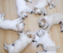 怎么讓狗狗更有教養？