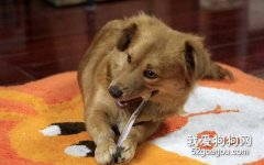 狗狗口臭怎么辦？