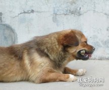 喂養狗狗的注意事項