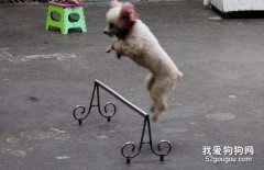 如何訓練貴賓跳躍