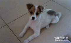 訓練狗狗趴下的5個步驟