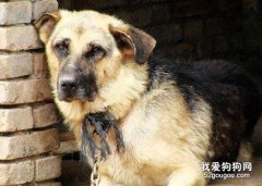 怎么訓練狗狗看家
