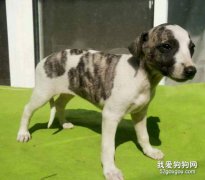 惠比特翻腸子怎么辦