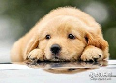 生活中狗狗常見問題的解答